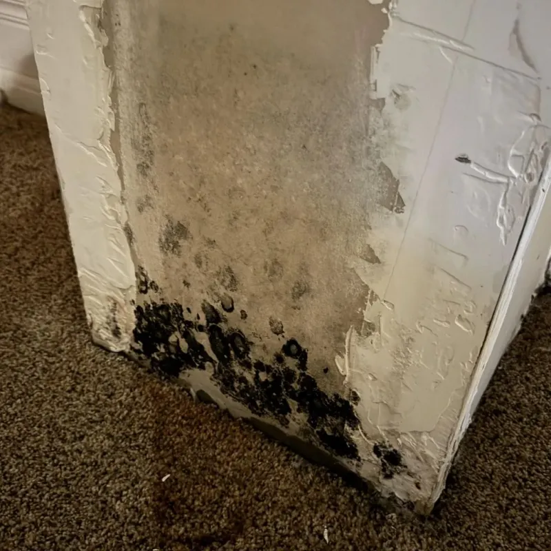 Professional Mold Removal in Brookings County, SD